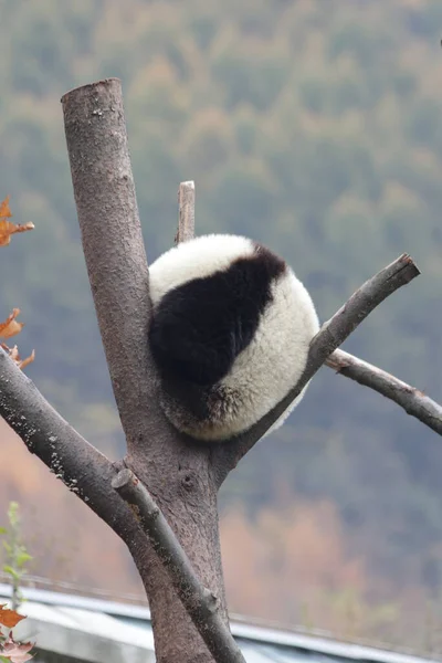 Pequeno Panda Divertindo Árvore Alta Temporada Outono Wolong Giant Panda — Fotografia de Stock
