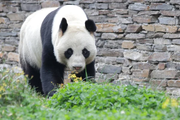 中国神寿平卧龙大熊猫自然保护区游乐场中的大熊猫 — 图库照片