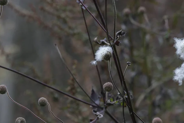 Dried Cotton Flower in winter time