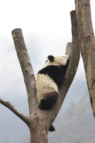 Happy Little Panda Entspannt Sich Auf Dem Hohen Baum Wolong — Stockfoto