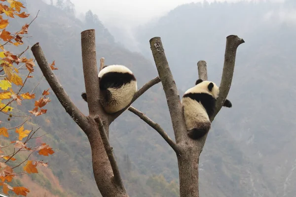 Sis içindeki 2 Küçük Pandanın Kış zamanı, Kurt Dev Panda Doğa Koruma Alanı, Shenshuping, Çin