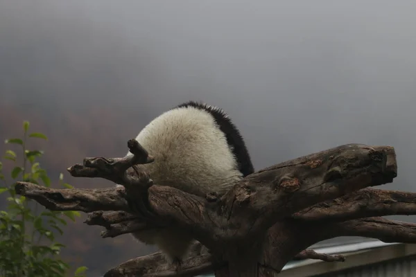 Fluffy Butt Little Panda High Tree Mist Winter Time Wolong — 图库照片