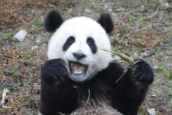 中国神寿平卧龙大熊猫自然保护区 小熊猫学习吃竹子时的滑稽姿势 — 图库照片