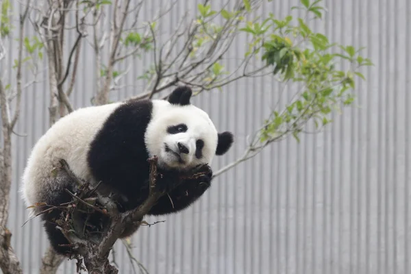 Happy Little Panda Tree Wolong Giant Panda Természetvédelmi Terület Shenshuping — Stock Fotó