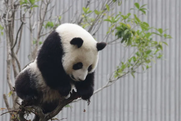 Happy Little Panda Auf Dem Baum Wolong Giant Panda Nature — Stockfoto