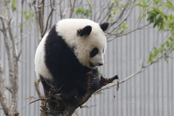 Happy Little Panda Auf Dem Baum Wolong Giant Panda Nature — Stockfoto