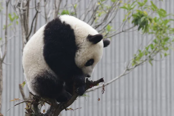Happy Little Panda Auf Dem Baum Wolong Giant Panda Nature — Stockfoto