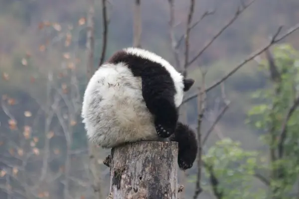 中国神寿平卧龙大熊猫自然保护区冬高树上的毛茸茸的熊猫 — 图库照片