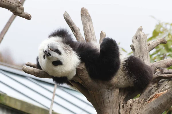 Happy Little Panda High Tree Rezerwat Przyrody Wolong Giant Panda — Zdjęcie stockowe