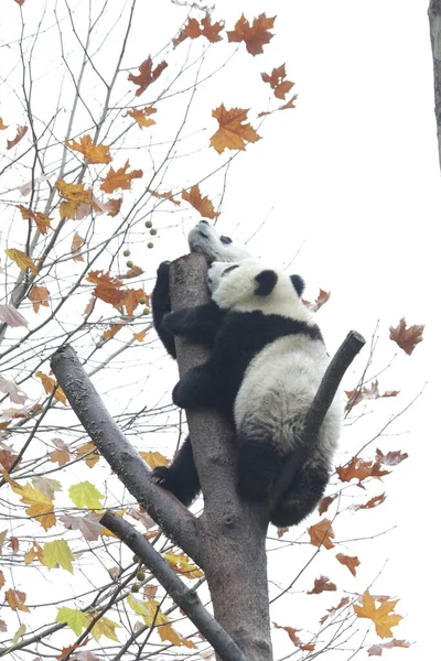 中国神州神州卧龙大熊猫自然保护区秋天树上的小熊猫 — 图库照片