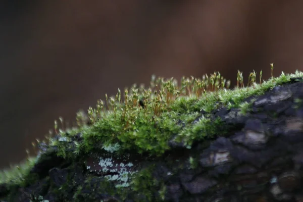 Close Green Moss — Stock Photo, Image