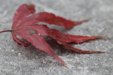 Kırmızı Japon akçaağaç yaprağı, Acer palmatum olarak da bilinir.. 