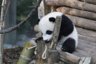 Chengdu Panda Üssü, Çin 'de Şirin Küçük Panda