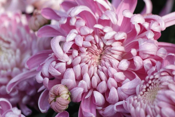 Close Beautiful Blooming Pink Chrysanthemum Flower — Stock Photo, Image