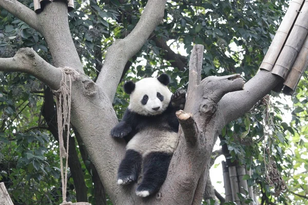 Funny Pose of Little Panda on the Tree, Chengdu Panda base