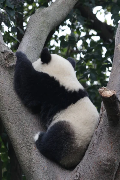 Küçük Fluffy Panda Kapatın Ağacın Üzerinde Chengdu Panda Üssü Çin — Stok fotoğraf