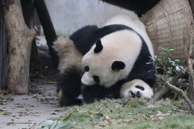 Panda Ana 'nın Değerli Anı ve Yavrusu, Chengdu Panda Üssü, Çin