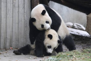 Panda Ana 'nın Değerli Anı ve Yavrusu, Chengdu Panda Üssü, Çin