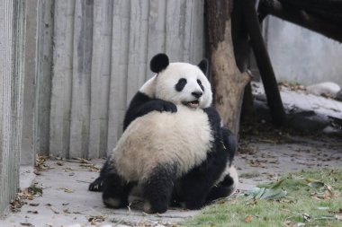 Panda Ana 'nın Değerli Anı ve Yavrusu, Chengdu Panda Üssü, Çin