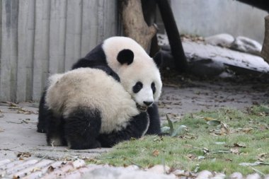 Panda Ana 'nın Değerli Anı ve Yavrusu, Chengdu Panda Üssü, Çin