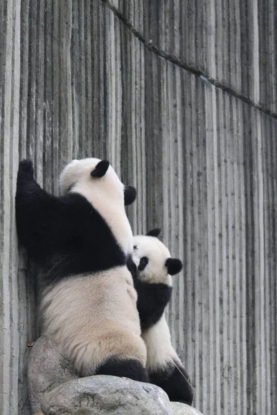 Precious Moment Mother Panda Her Cub Chengdu Panda Base China —  Fotos de Stock