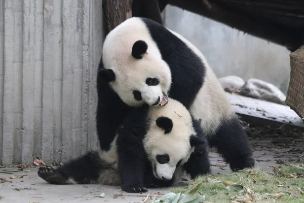 Momento Precioso Mãe Panda Seu Filhote Base Panda Chengdu China — Fotografia de Stock