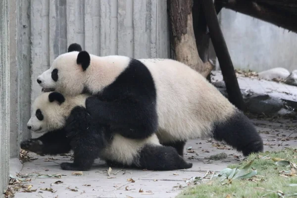 Momento Precioso Mãe Panda Seu Filhote Base Panda Chengdu China — Fotografia de Stock