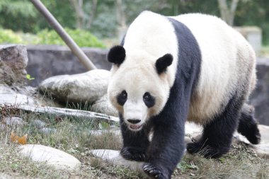 Tai Shan 'ı kapatın, erkek panda Amerika' dan döndü.