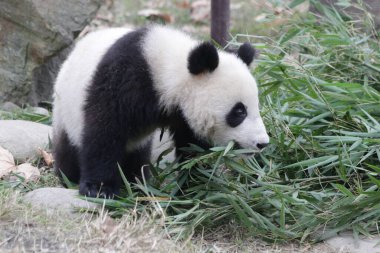 Chengdu Panda Üssü, Çin 'deki Küçük Panda' yı kapatın.