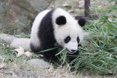 Chengdu Panda Üssü, Çin 'deki Küçük Panda' yı kapatın.
