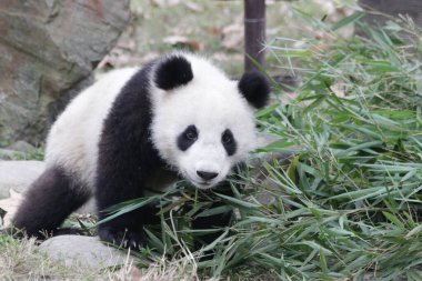 Chengdu Panda Üssü, Çin 'deki Küçük Panda' yı kapatın.
