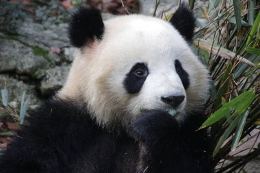 Panda 'nın Yüzü, Chengdu Panda Üssü, Çin