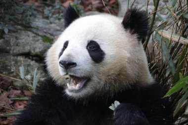 Panda 'nın Yüzü, Chengdu Panda Üssü, Çin