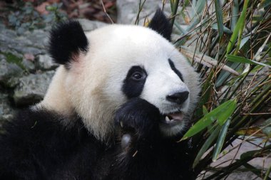 Panda 'nın Yüzü, Chengdu Panda Üssü, Çin