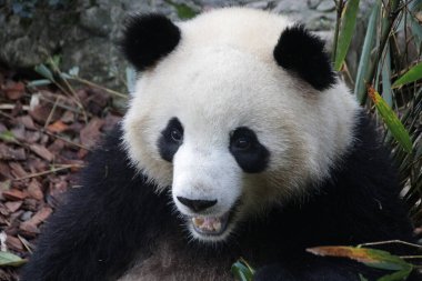 Panda 'nın Yüzü, Chengdu Panda Üssü, Çin