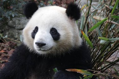 Panda 'nın Yumuşak Surat, Chengdu Panda Üssü, Çin