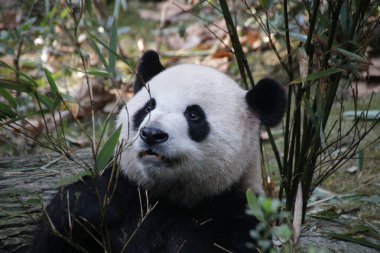 Close up Fluffy Face of Panda , Chengdu Panda Base, China clipart