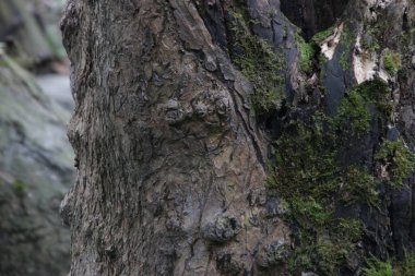 Ağaç kabuğunda yeşil yosun