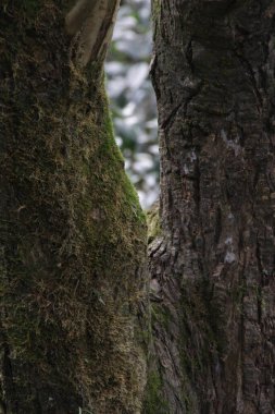 Ağaç kabuğunda yeşil yosun