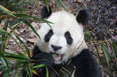 Giant Panda eating Bamboo Leaves, Chengdu Panda Base, China