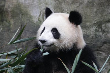 Küçük Panda bambu yaprakları yiyor, Chengdu Panda Üssü, Çin