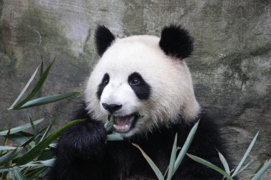 Küçük Panda bambu yaprakları yiyor, Chengdu Panda Üssü, Çin