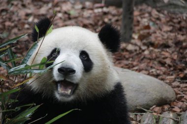 Chengdu Panda Üssü, Çin 'de sevimli bir panda.