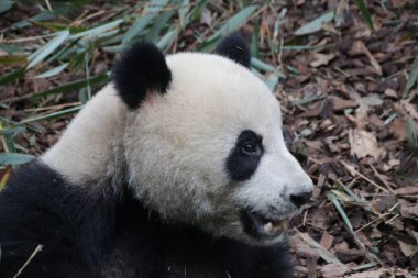 Chengdu Panda Üssü, Çin 'de sevimli bir panda.