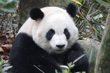 Dev Panda 'nın yakın portresi, Chengdu Panda Üssü, Çin