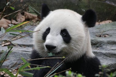 Dev Panda 'nın yakın portresi, Chengdu Panda Üssü, Çin