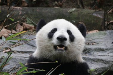 Dev Panda 'nın yakın portresi, Chengdu Panda Üssü, Çin