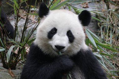 Şirin Dev Pandanın portresi, Chengdu Panda Üssü, Çin