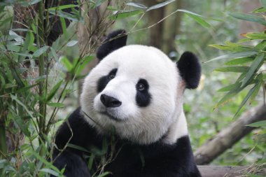 Chengdu Panda Üssü, Çin 'de sevimli bir panda.