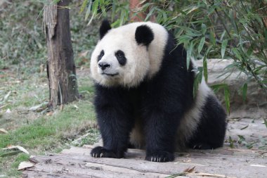 Dev Panda, Yuan Run, Yard 'da oturuyor, seyircilere bakıyor, Chengdu Panda Üssü, Çin